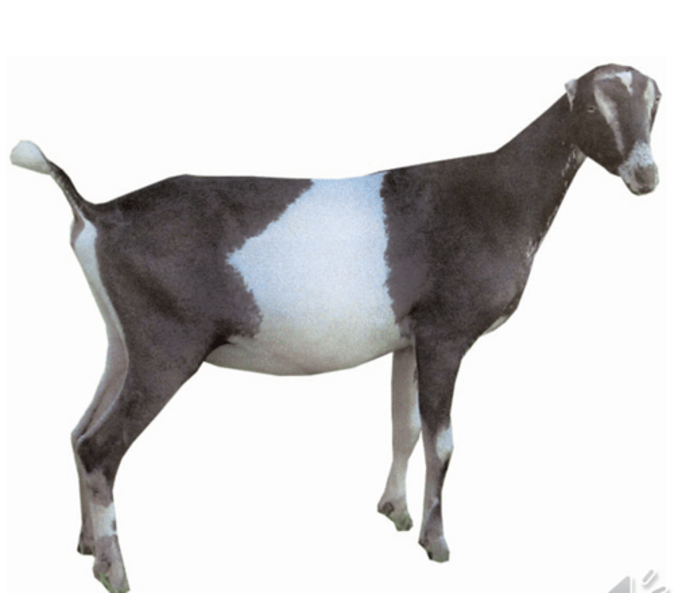 <p>a.Earless breed, very docile</p><p>b.Good milker </p><p>c.May be any color</p>