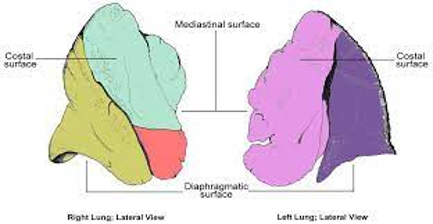 <p>Apex</p><p>Diaphragmatic</p><p>Costal</p><p>Mediastinal</p>