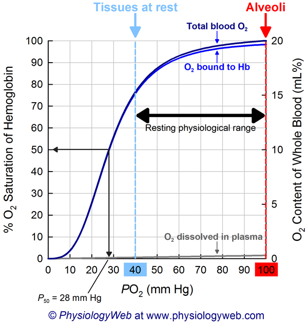 <p>this is where we are in systemic arterial blood</p>
