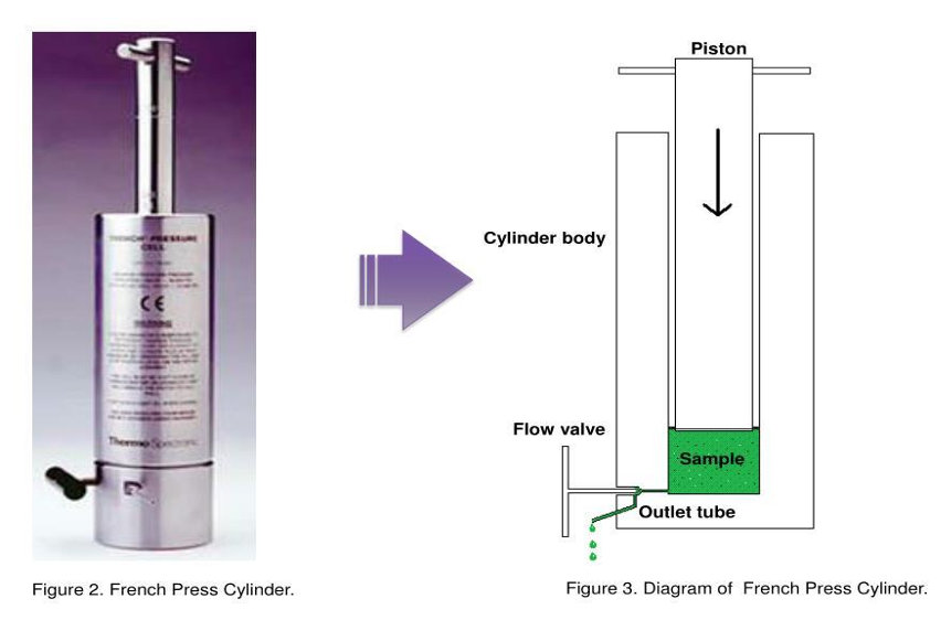 <p>French press</p>