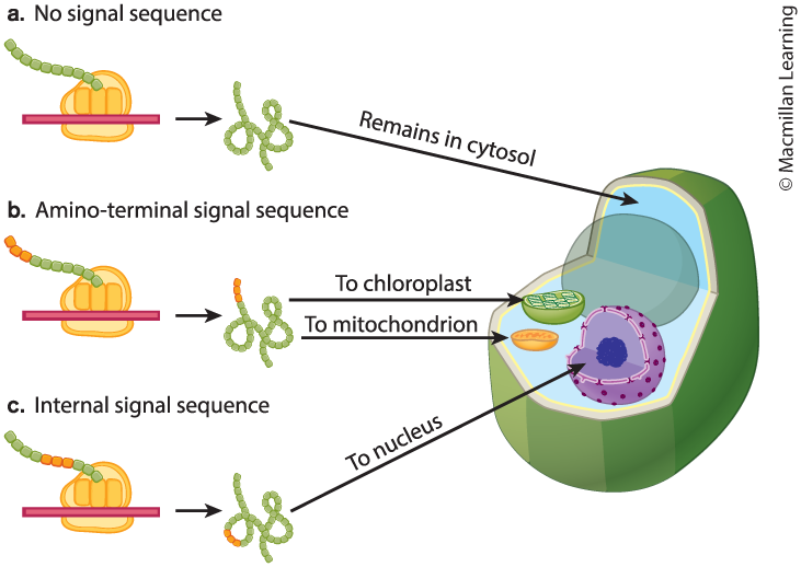 <p><span>Proteins synthesized on free ribosomes are sorted after translation, whereas proteins synthesized on ribosomes associated with the rough ER are sorted during translation.</span></p><p><span>Proteins synthesized on free ribosomes are often sorted by means of a signal sequence and are targeted for the cytosol, mitochondria, chloroplasts, or nucleus.</span></p><p><span>Proteins synthesized on ribosomes on the rough ER have a signal sequence that is recognized by a signal-recognition particle. These proteins end up as transmembrane proteins, reside in the interior of various organelles, or are secreted.</span></p>