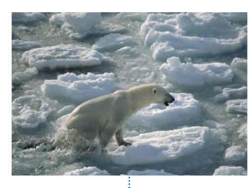 <p>glaces qui flottent sur les océans situés près des pôles.</p>