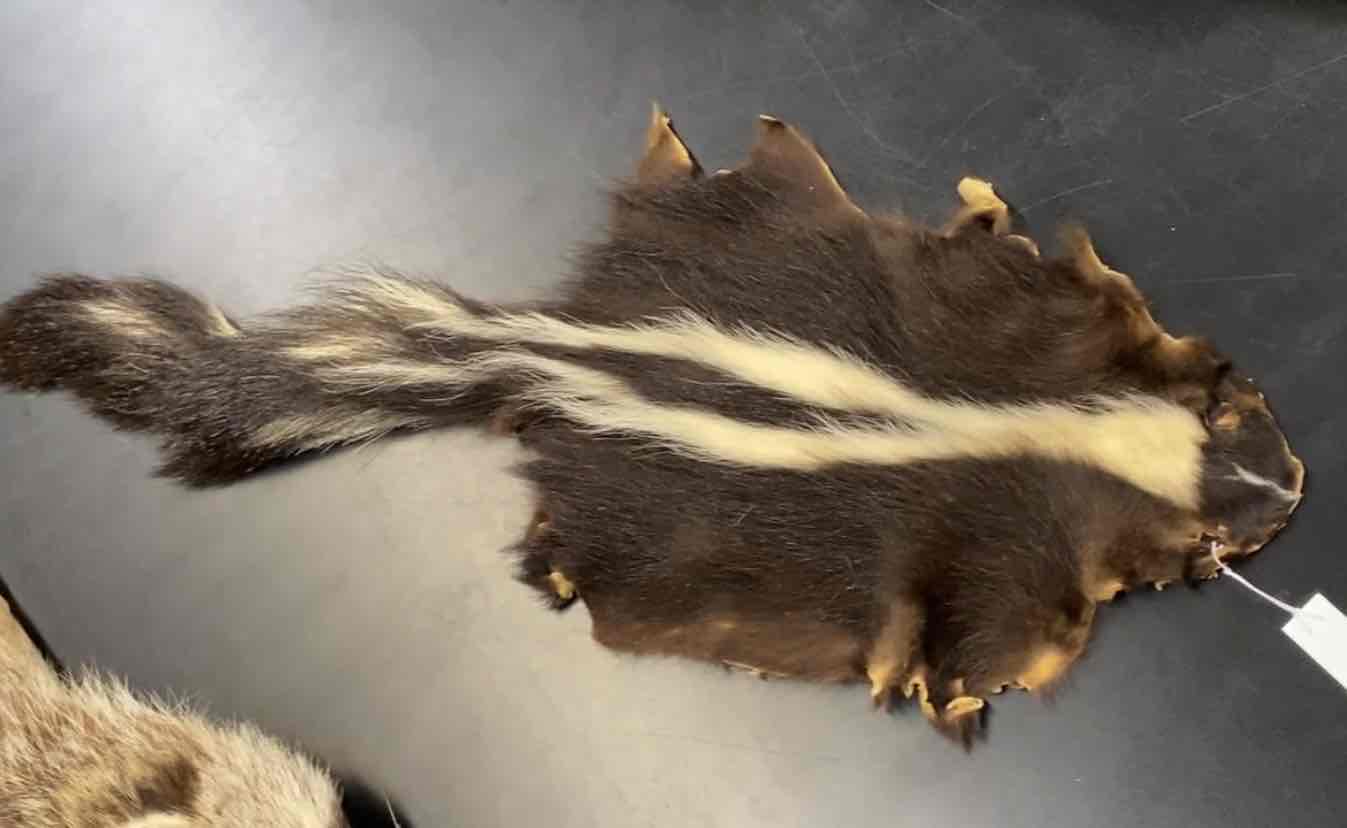 <ul><li><p>Order- Carnivora</p></li><li><p>Fam- Mephitidae </p></li></ul><p>med sized carnivore. tout bodied with two white stipes on the side of the back that join eachother in the neck region and extend onto the head and tail. large scent glands on each side on the anus. ears short and rounded. eyes small. pelage long, coarse, and oily. nocturnal. </p>