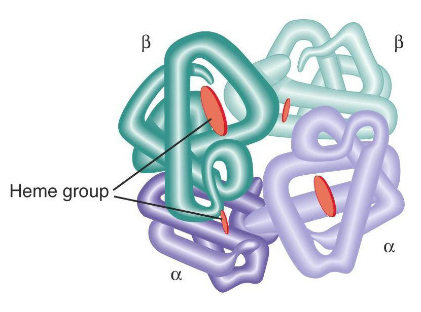 <p>2 or more polypeptide chains coming together</p><p>Certain proteins do not work unless in proper quat. or tert. structure</p>