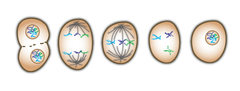 cell division in which the nucleus divides into nuclei containing the same number of chromosomes