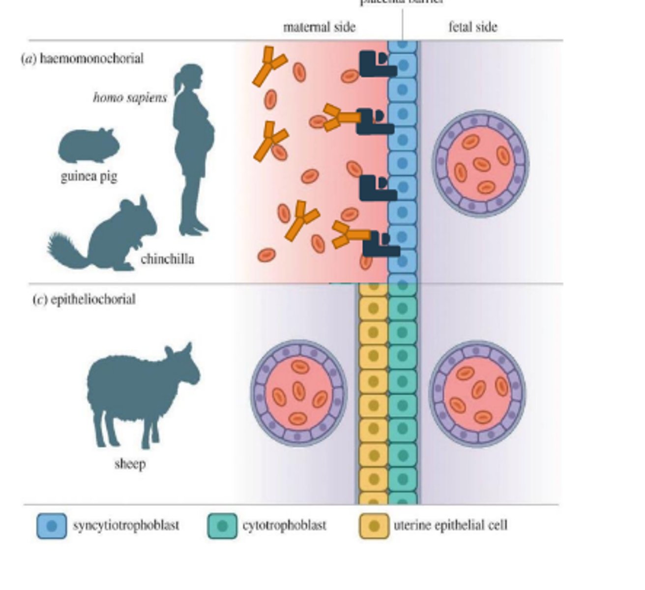 <p>hemochorial placenta because antibodies can cross placenta border and enter fetal circulation</p>