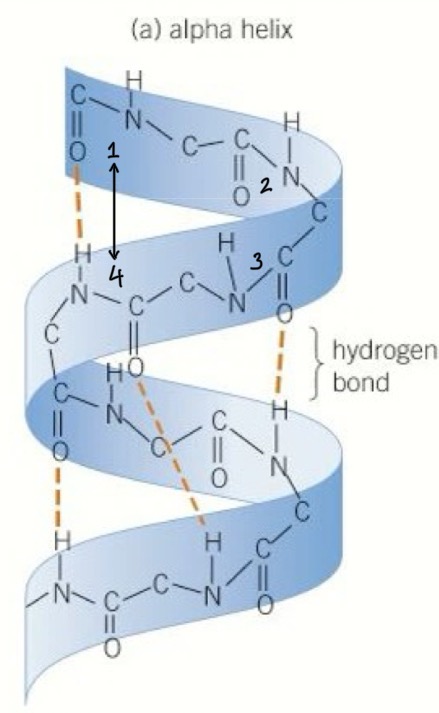 <ul><li><p>The shape is formed of 36 amino acids per 10 turns of the helix </p></li><li><p>Hydrogen bonds are formed between the CO of the carboxyl group and the NH of amine group of the amino acid 4 places ahead of it </p></li></ul><p></p>