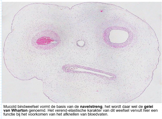 <ul><li><p>mucoïd (gelatineus) (losmazig) bindweefsel</p><ul><li><p>gelei-achtig door overmaat aan grondsubstantie (vooral hyaluronzuur) met collagene &amp; elastische vezels</p></li></ul></li><li><p>cellen: hoofdzakelijk vertakte &amp; samenhangende fibroblasten</p></li><li><p>bij de mens: enkel in uitgesproken vorm voorkomend in embryonale periode</p></li></ul><p></p>