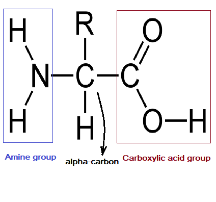 <p>general structure of an amino acid</p>