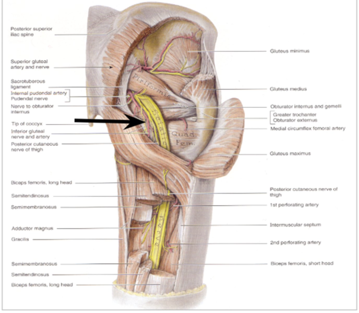 <p>gluteus maximus</p>