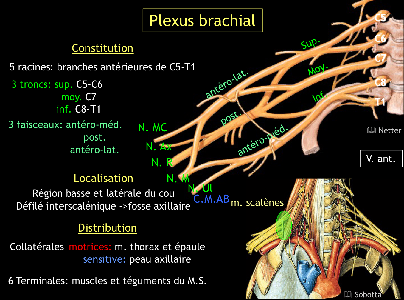 <p>Les branches antérieures de C5, C6, C7, C8 et T1</p>