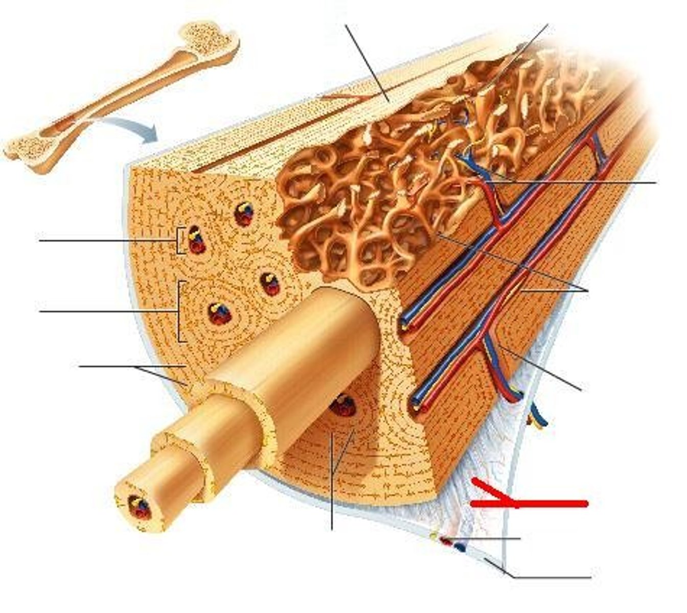 <p>Anchors the periosteum to the bone matrix.</p>