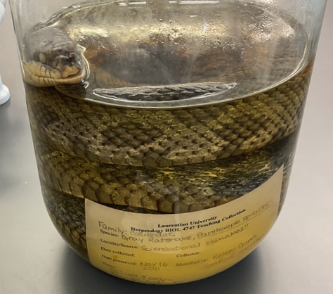 <p>Pantherophis spiloides</p><p>Gray Ratsnake</p><p>Endangered/Threatened</p><p>Family Colubridae</p><p>Very long</p><p>Dorsal colour is glossy black</p><p>When it gets older remnants of lighter blotches of grey, white, or diffuse orange markings can be observed between scales</p><p>The throat, chin and lip scales are white</p><p>The belly is cream, white, yellow, or grey with a checkerboard pattern</p><p>Ontario's largest snake</p><p>If threatened it will vibrate its tail, release a foul-smelling fluid from its cloaca, and actively defend itself</p><p>It kills its prey by suffocating it</p><p>Scales are weakly keeled</p>