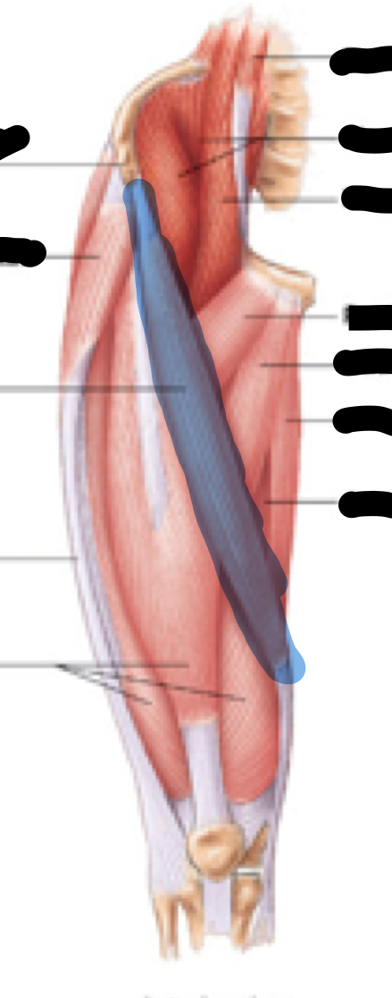 <p>Name, origin, insertion, innervation</p>