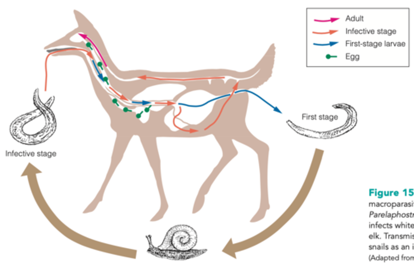 <p>1) moves into of digestive system into the nervous system (spine)</p><p>2) will move towards the brain where it will mature</p><p>3) will move into the respiratory system then digestive tract (will move through many tissue types</p>