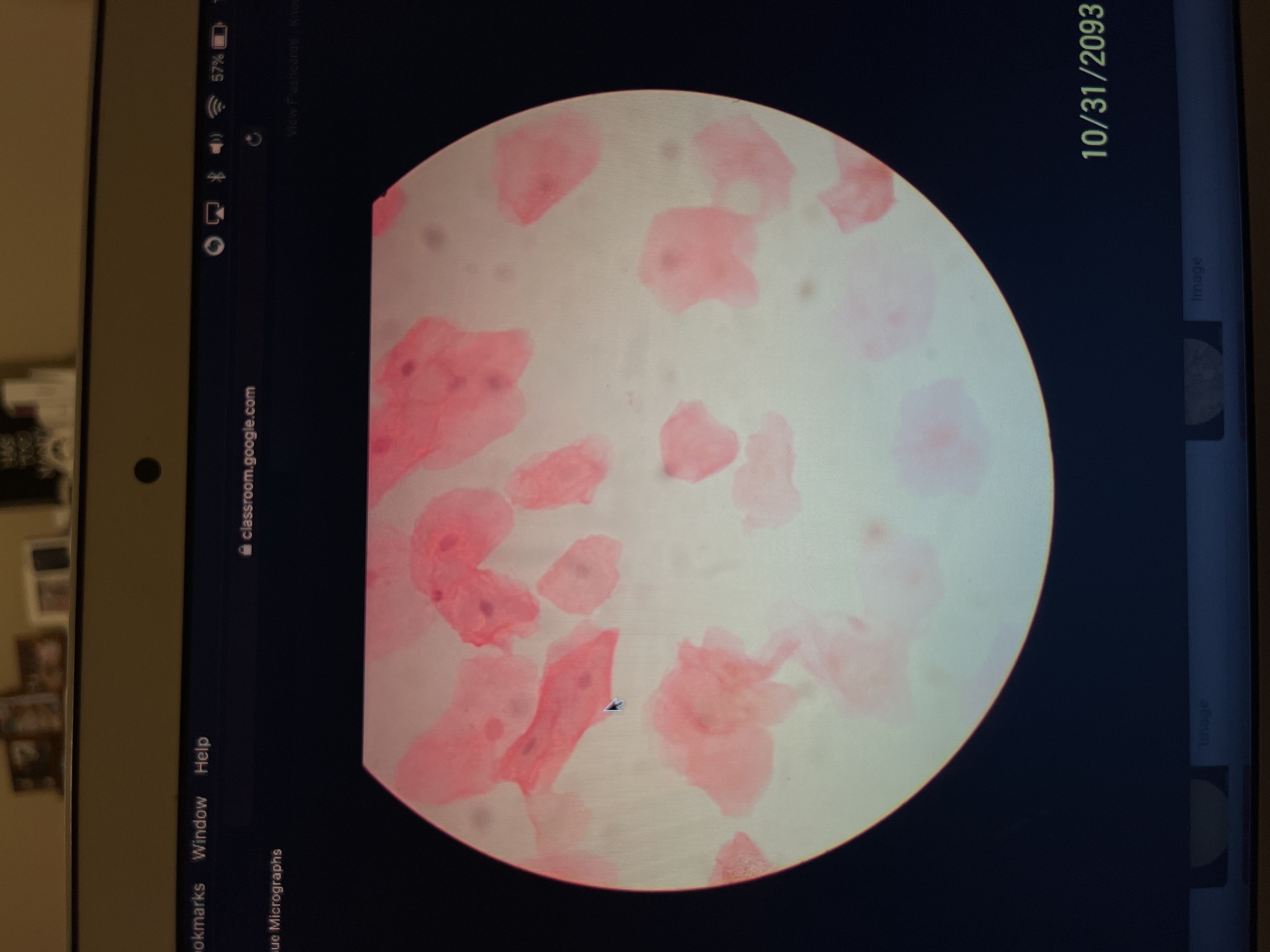 Location: airsacks
Function: diffusion (of gases)