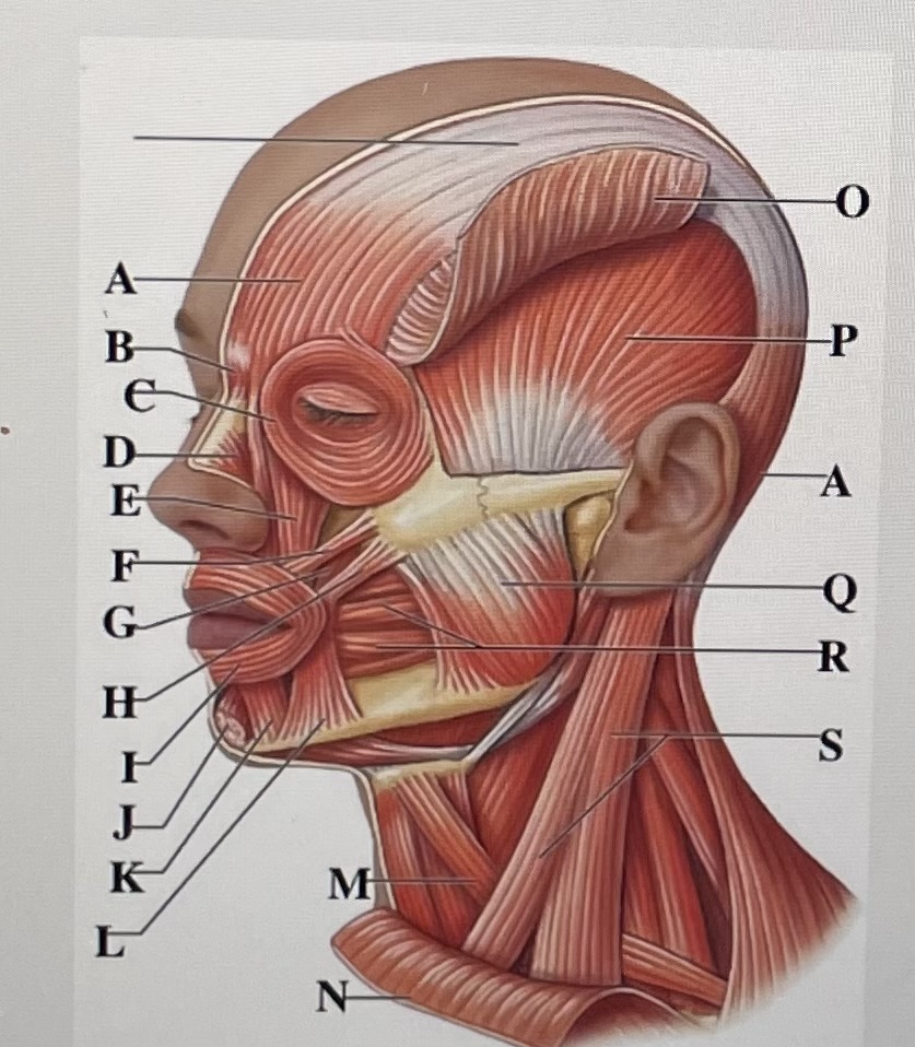 In the figure above,  *is the Masseter and letter* _ is the occipitofrontalis 