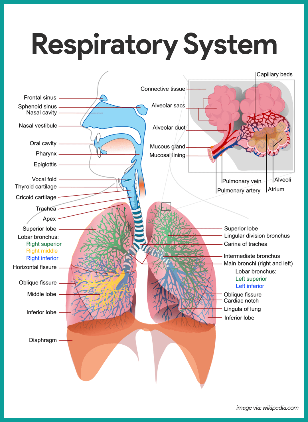 <p>lungs</p>