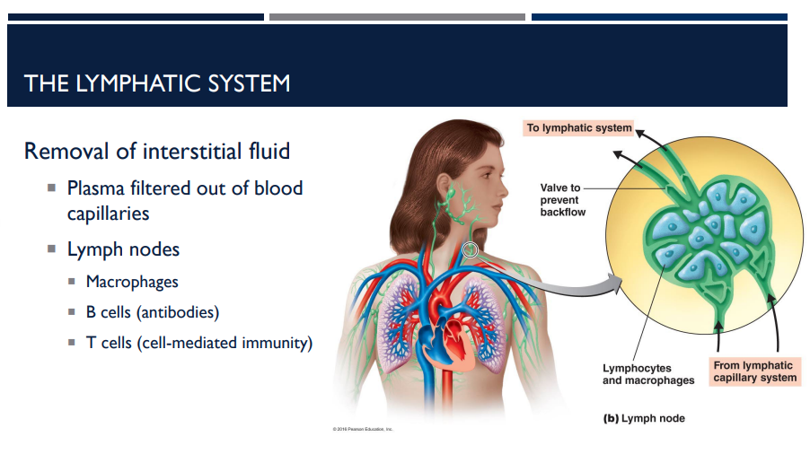 <p>What is the lymphatic system’s job?</p>
