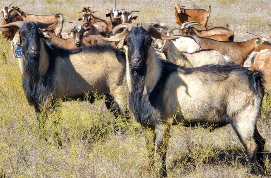 <ul><li><p>Raised for Meat, also used for Brush Control</p></li><li><p><strong>Not technically a breed</strong>, more along the lines of a large mixture of various milk goats</p></li><li><p>Noted for<strong> parasite resistance</strong> &amp; being harder for predators to catch</p><ul><li><p>Deer-like instincts</p></li></ul></li><li><p><strong>Will be shown in a group</strong></p></li></ul><p></p>