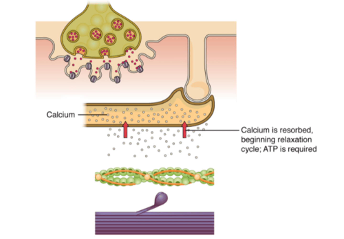 <p>- Muscle contraction stops when the motor neuron stops sending ACh which causes:</p><p>--> Repolarisation</p><p>--> Ca²⁺ channels close</p><p>--> Ca²⁺ are pumped back into the sarcoplasmic reticulum</p><p>--> Myosin binding sites are blocked</p>