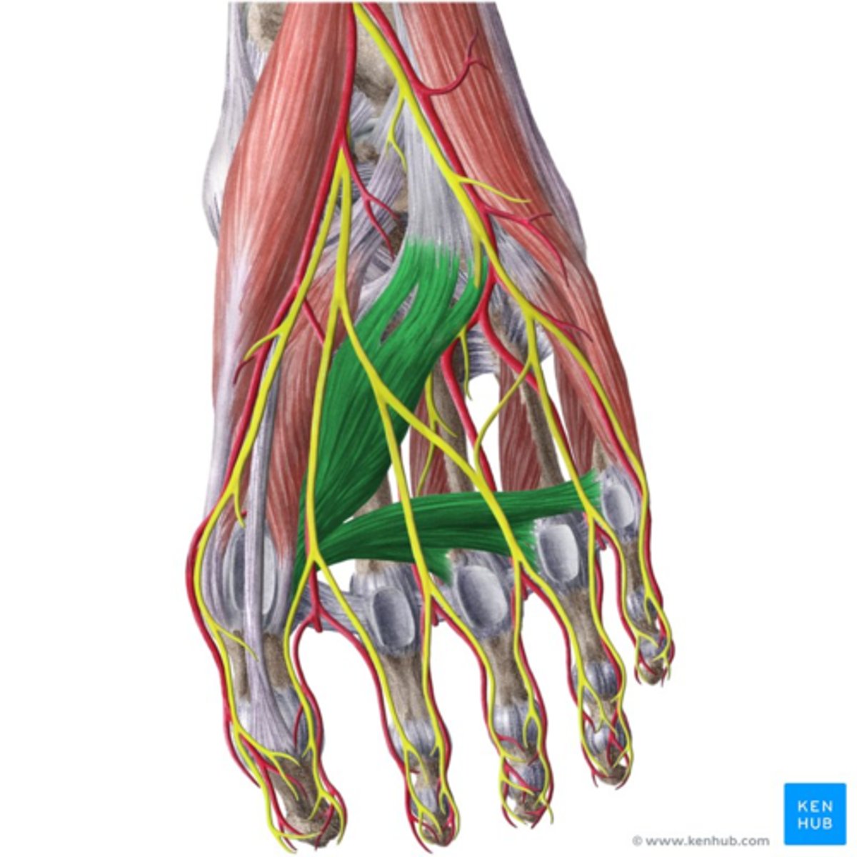 <p>O:</p><p>- caput obliquum (best ontwikkeld): bases ossa metatarsalia II tot IV, ligamentum plantare longum en peesschede van de M. peroneus longus</p><p>- caput transversum: op het kapsel van de metatarsofalangeale gewrichten</p><p>I: beide koppen insereren samen op het laterale sesambeentje en proximale falanx van de grote teen</p><p>W:</p><p>- adductie van de grote teen + helpt bij flexie MTP I</p><p>- opspannen (ondersteuning van het voetgewelf in dwarse en longitudinale richting</p><p>Inn: N. plantaris medialis of lateralis</p>