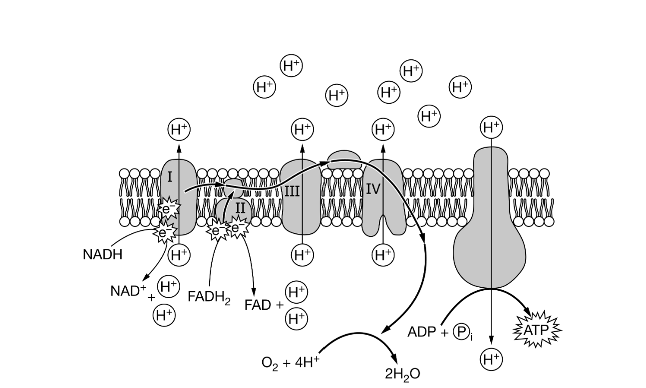 <p>Figure 1. Diagram of the electron transport chain and ATPATP synthase in the membrane of mitochondria</p><p>On average, more ATPATP can be produced from an NADH molecule than can be produced from a molecule of FADH2FADH2. Based on Figure 1, which of the following best explains the difference in ATPATP production between these two molecules?</p>