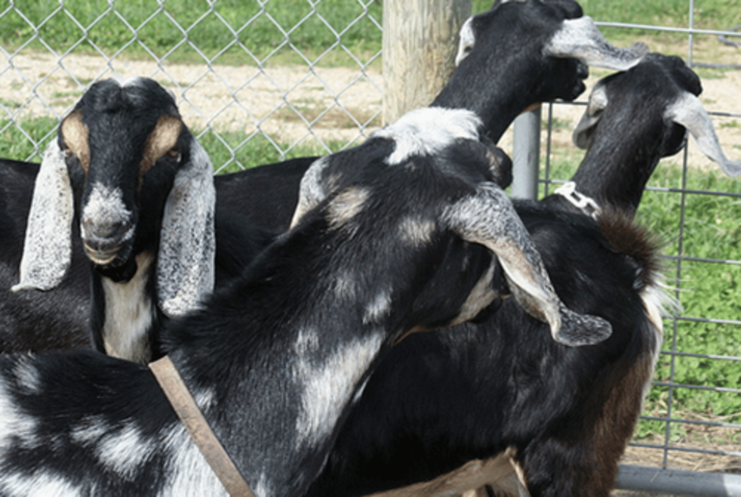 <p>a.Can be any color combination</p><p>b.Large, droopy ears and a big roman nose</p><p>c.Less milk but high butterfat</p>
