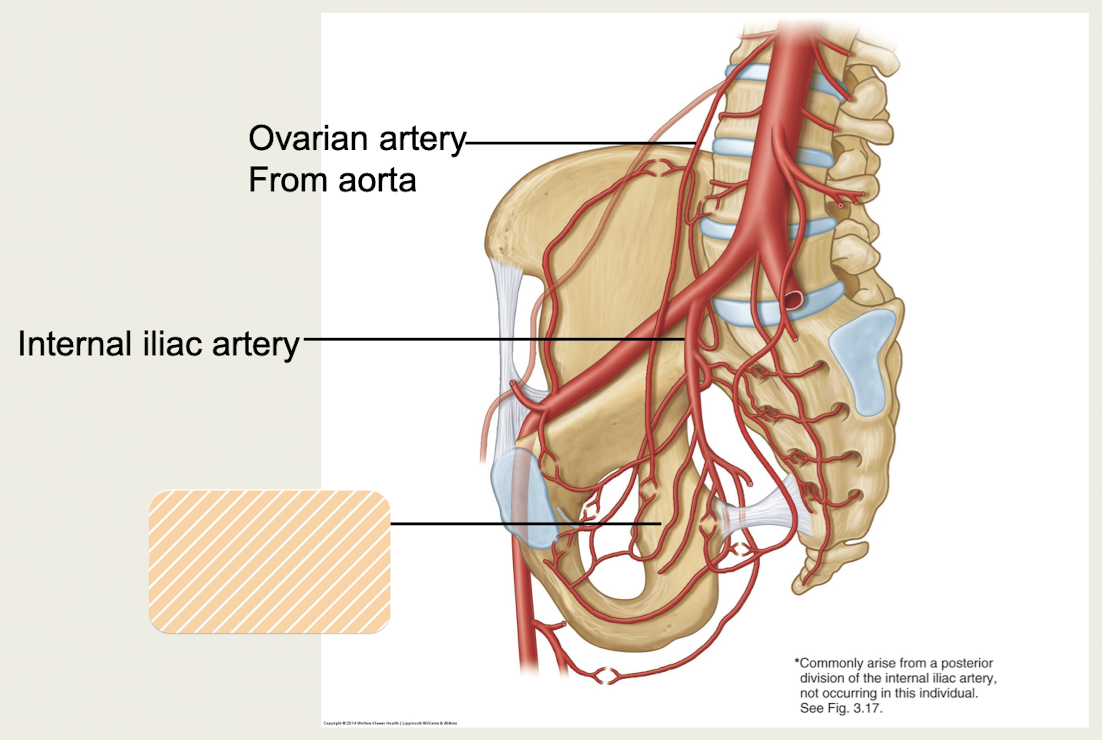 <p>Which <strong>pelvic</strong> <strong>artery</strong> travels <span>from<strong> internal iliac artery</strong> in the<strong> transverse cervical ligaments of the uterus?</strong></span></p>