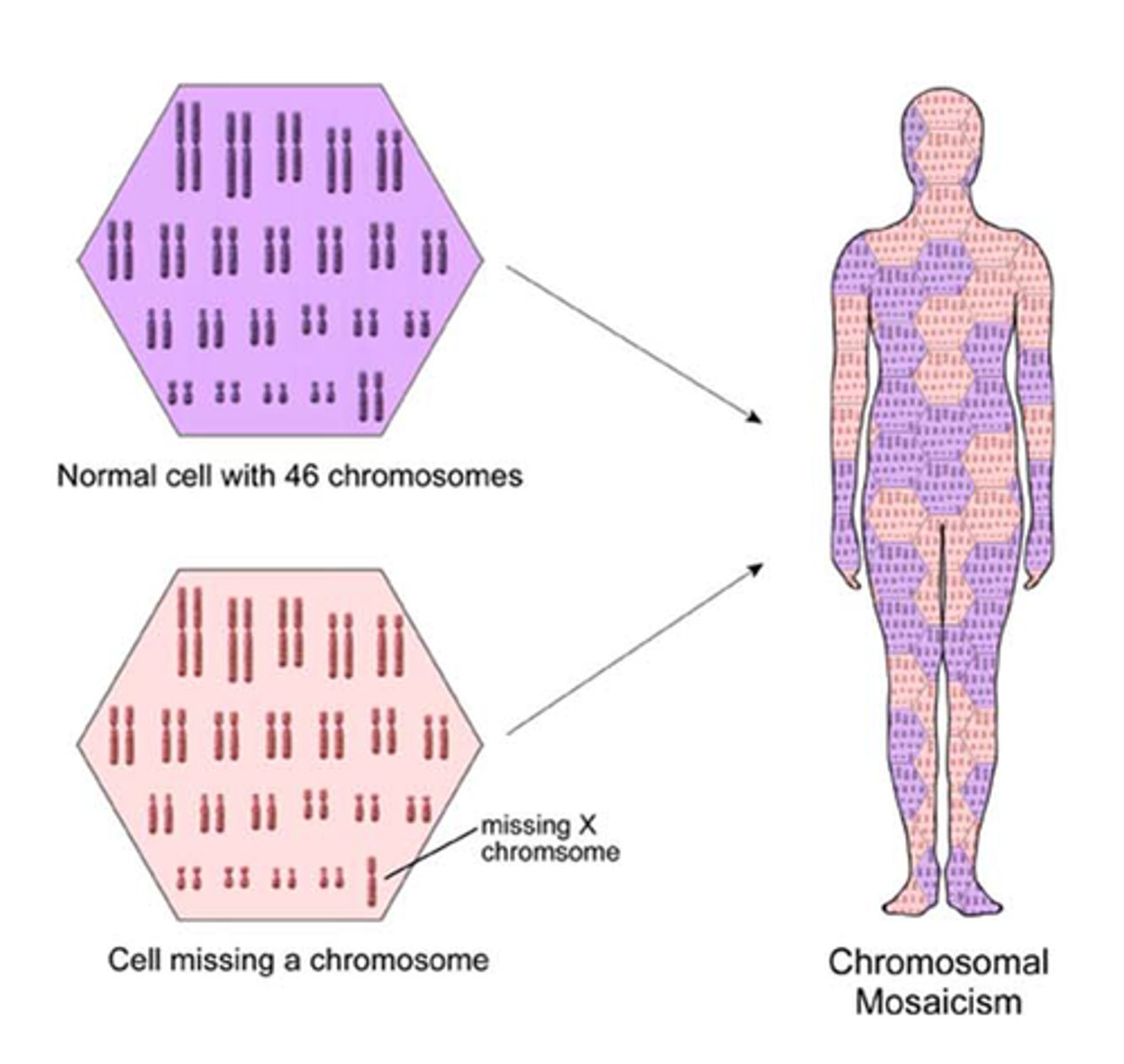 <p>Trisomies occurring only in some cells of the body</p>