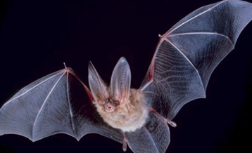 <p>Townsend’s big-eared bat</p>