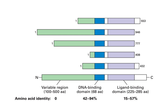 <ul><li><p>They have a DNA binding domain and a ligand binding domain</p></li></ul><p></p>