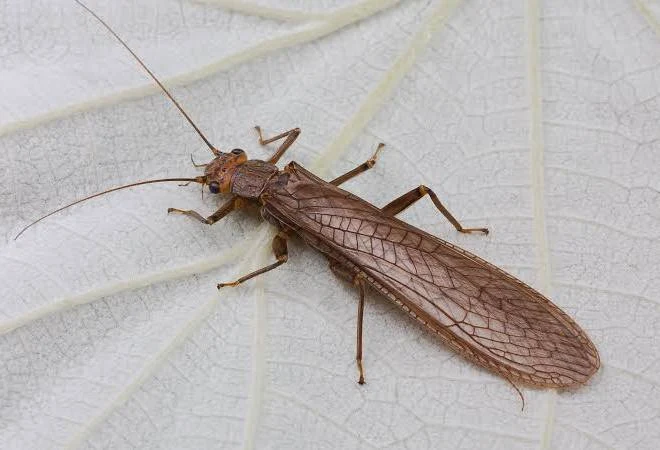 <p>Name the order</p>