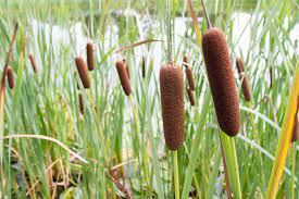 Cattail