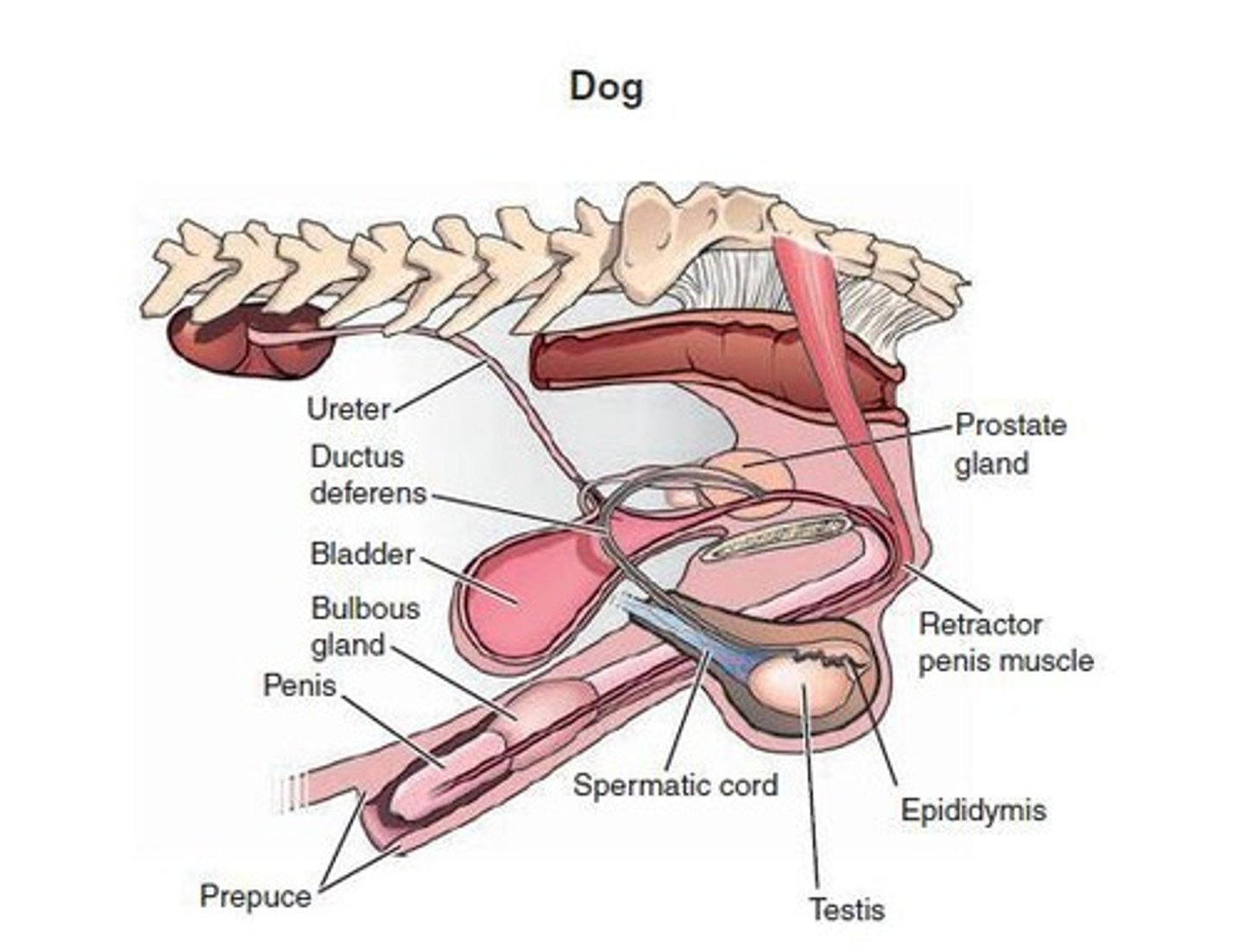 <p>Gland also known as the bulbourethral gland, which secretes fluid to clean the urethra.</p>