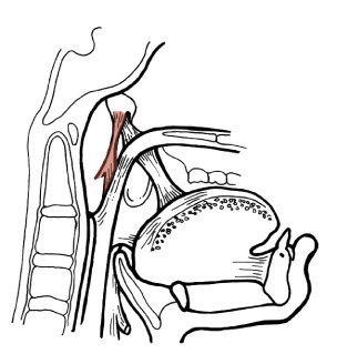 pulls the lateral walls upward and inward, narrows pharynx