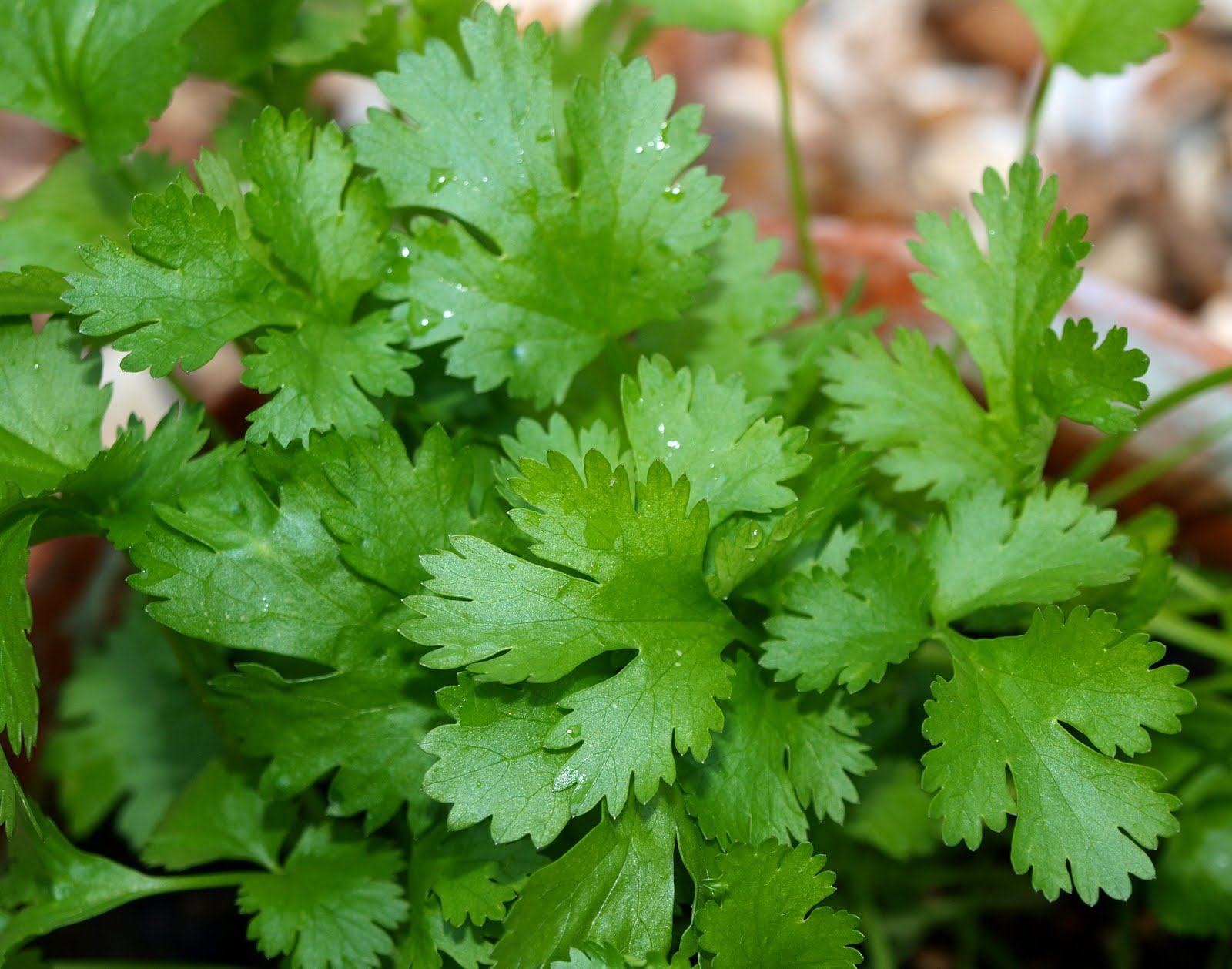 <p>Coriander</p>
