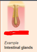 <p>what is the exocrine gland?</p>