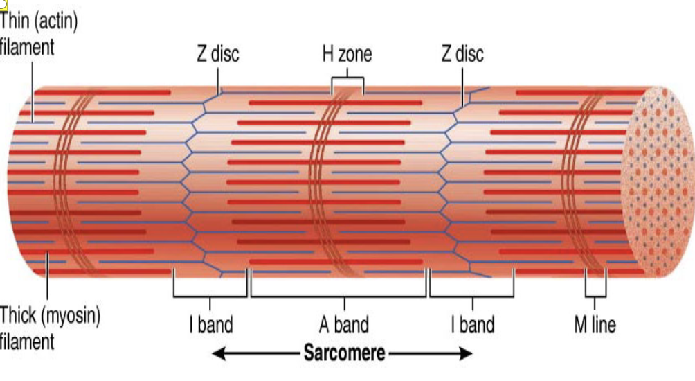 <p>I bands (Sacromere)</p>