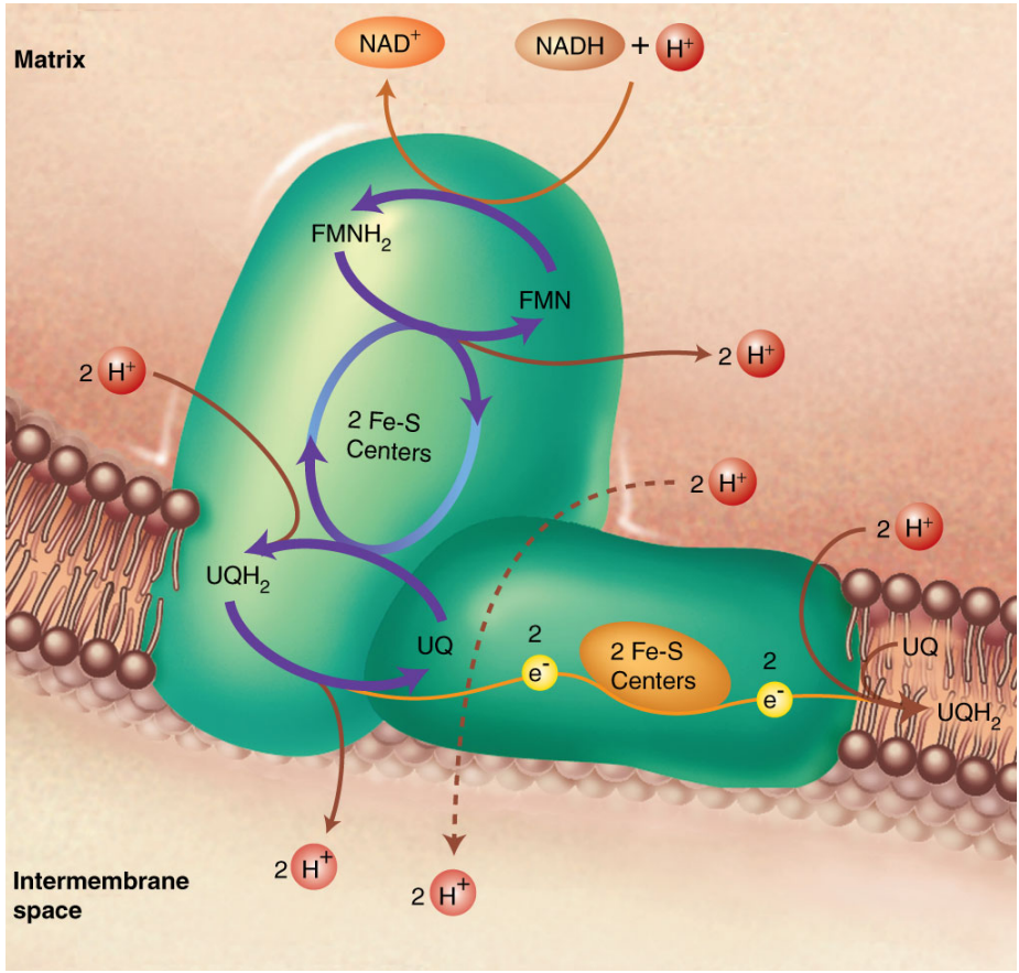 <ol><li><p><strong>NADH dehydrogenase Complex (flavoprotein)</strong></p></li><li><p><strong>it is the largest protein component in the inner membrane</strong></p></li><li><p><strong>L shaped structure with:</strong></p><ol><li><p><strong><em>Hydrophilic Peripheral arm with binding sites of :</em></strong></p><ol><li><p><em>FMN/FMNH2</em></p></li><li><p><em>6 FeS Clusters</em></p></li><li><p><em>UQ</em></p></li></ol></li><li><p><strong><em>Membrane arm</em></strong></p><ol><li><p>Composed of transmembrane helices that has 4 proton translocating channels</p></li><li><p><em>1 FeS Cluster</em></p></li></ol></li></ol></li><li><p><strong>Main function: to transfer electrons from NADH to UQ</strong></p></li><li><p><strong>Function :</strong></p><ol><li><p><em>membrane arm Has 4 proton translocating channels to pump protons to EMM</em></p></li><li><p><em>Peripheral arm accepts Electrons from NADH and H+</em></p></li><li><p><em>UQ shuttles electrons between ETC complexes along inner membrane</em></p></li></ol></li><li><p><strong>Just remember the picture honestly</strong></p></li><li><p><strong>the proton channels are opened by a conformational change caused by two stuff</strong></p><ol><li><p><em>Change in pKa caused by reduction of the membrane arm</em></p></li><li><p><em>a mini-electric current that forms when the electrons are passing</em></p></li></ol></li><li><p><strong>45 subunits</strong></p></li></ol>