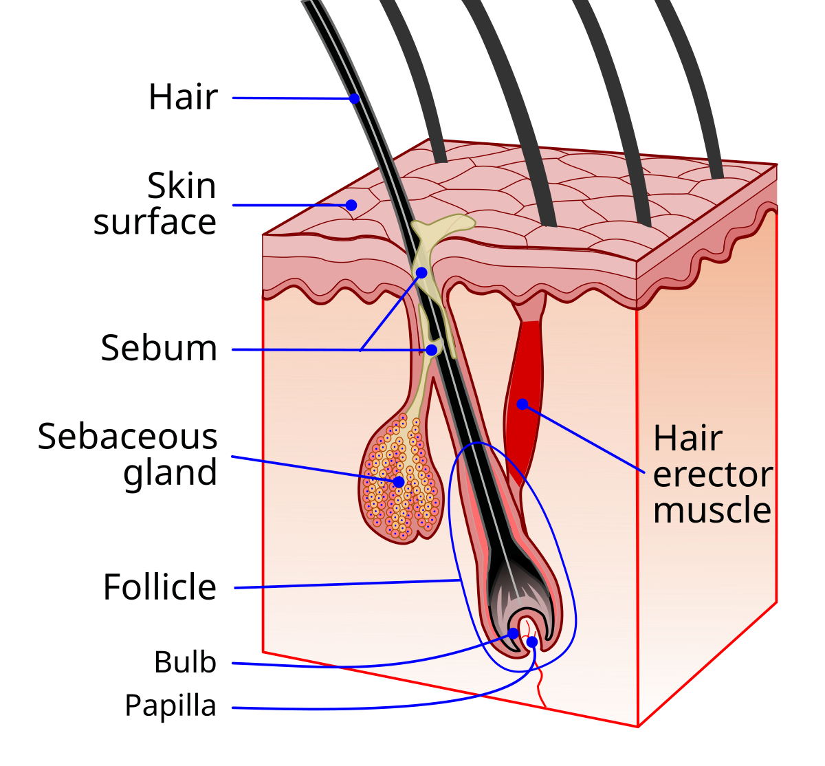 <ul><li><p>Connects hair to hair follicle</p></li><li><p>Pulls hair upright when cold or frightened (goose bumps)</p></li><li><p>Sits in dermis layer</p></li></ul><p></p>
