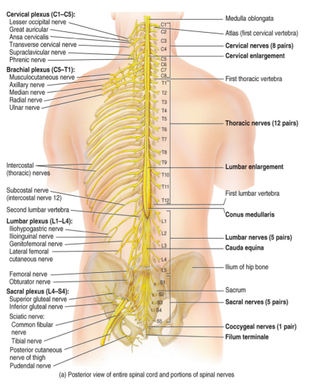 <ul><li><p>there are 31 pairs of spinal nerves</p><ul><li><p>all are mixed nerves containing both a sensory neuron and a motor neuron</p></li></ul></li><li><p>there are</p><ul><li><p>8 cervical (C1-C8)</p></li><li><p>12 thoracic (T1-T12)</p></li><li><p>5 lumbar (L1-L5)</p></li><li><p>5 sacral (S1-S5)</p></li><li><p>1 coccygeal (C0)</p></li></ul><p></p></li></ul><p></p>