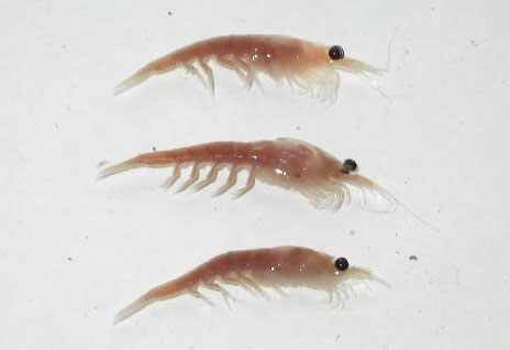 <p>Euphasid/krill</p>