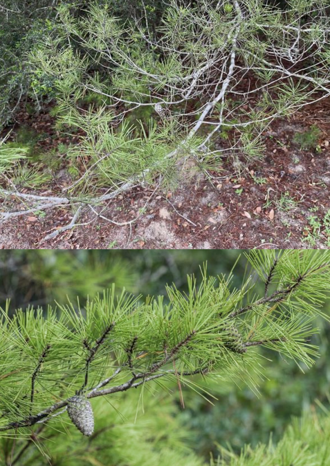 <p>Sand pine </p>