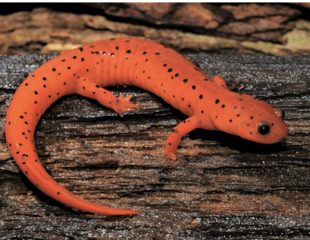 <p>burrows in banks, swamps bogs (wetlands)</p>