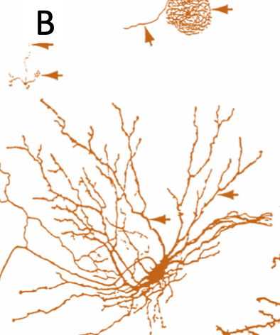<p>Spécialisés pour les tâches locales ou des interactions spécifiques.</p>