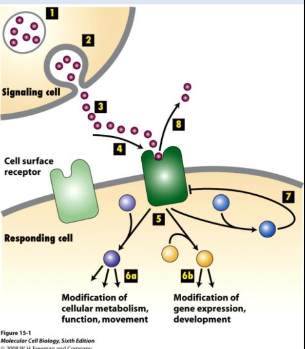 <p><span><strong><em><span>Signal transduction is _________</span></em></strong></span></p><p><span><strong><em><span>Prolonged receptor activation leads to reduction in responsiveness</span></em></strong></span></p><p></p>