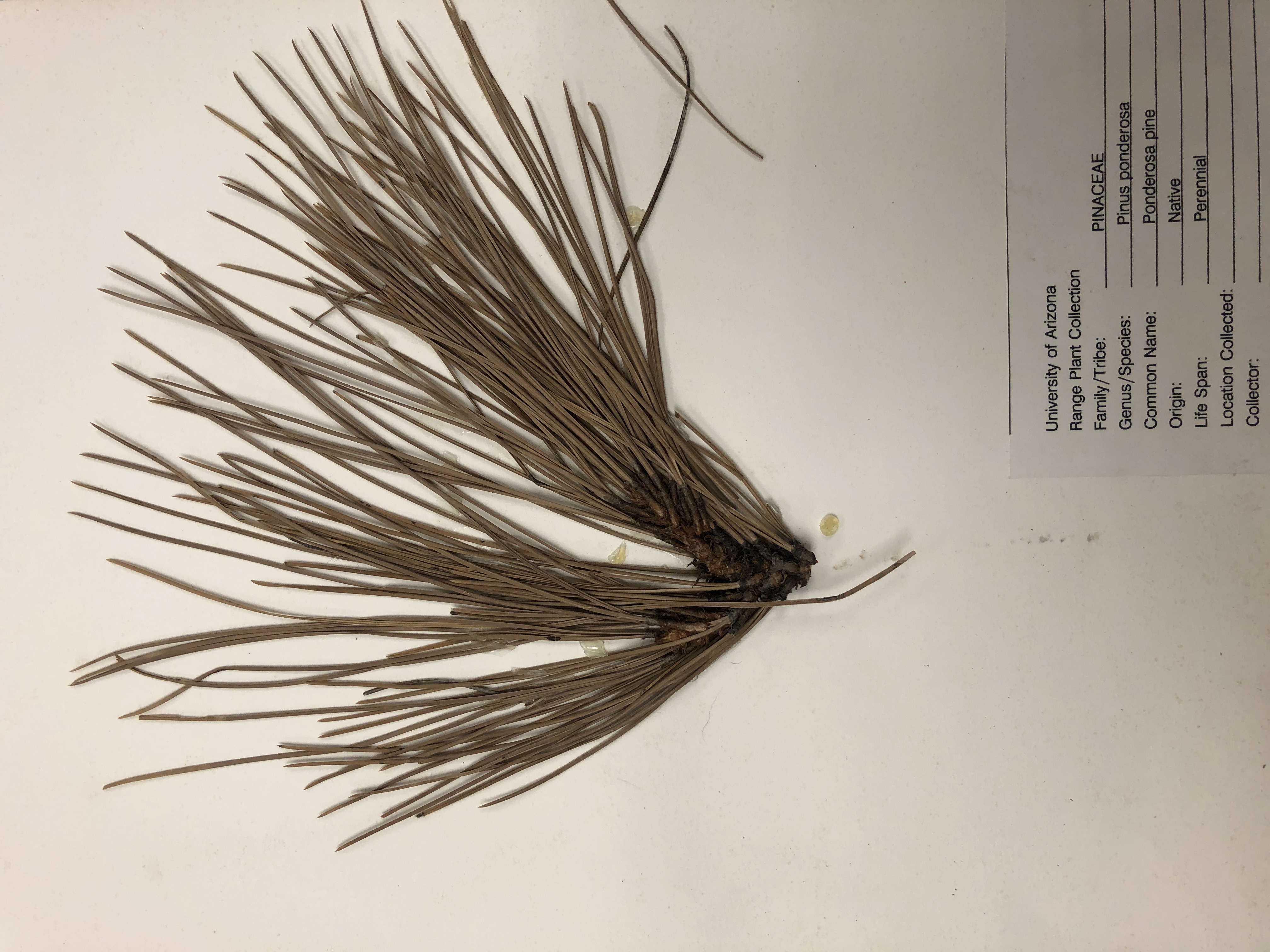 <p>Ponderosa Pine-grass</p>