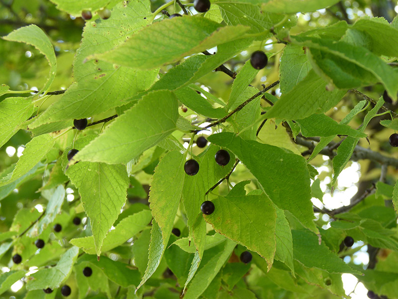 <p>Hackberry </p>