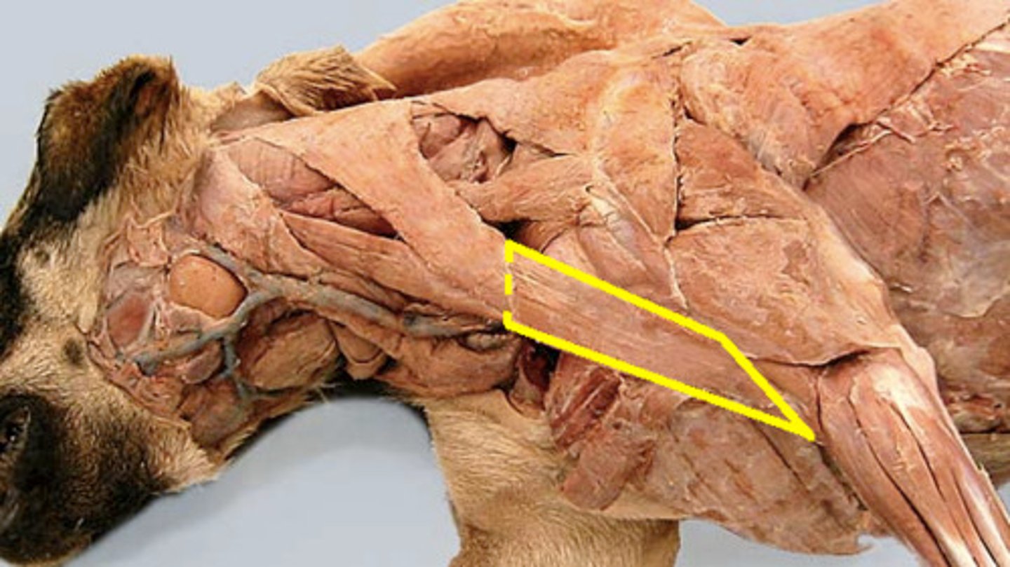 <p>What muscle is this ( entire muscle not just yellow)?</p><p>Origin?</p><p>Insertion?</p><p>Function?</p><p>Innervation?</p>